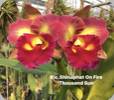 Rlc. Shinaphat on Fire Thousand Sun